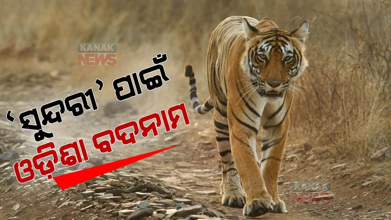  ବାଘୁଣୀ ପାଇଁ ବଦନାମ ହେଲା ଓଡିଶା । ଅନ୍ଧାରକୁ ଠେଲି ହୋଇଗଲା ବାଘୁଣୀ ସୁନ୍ଦରୀର ଭବିଷ୍ୟତ । ଓଡ଼ିଶାକୁ ଦାୟୀ କଲେ କାହ୍ନା ଜାତୀୟ ଉଦ୍ୟାନ କର୍ତ୍ତୃପକ୍ଷ ।