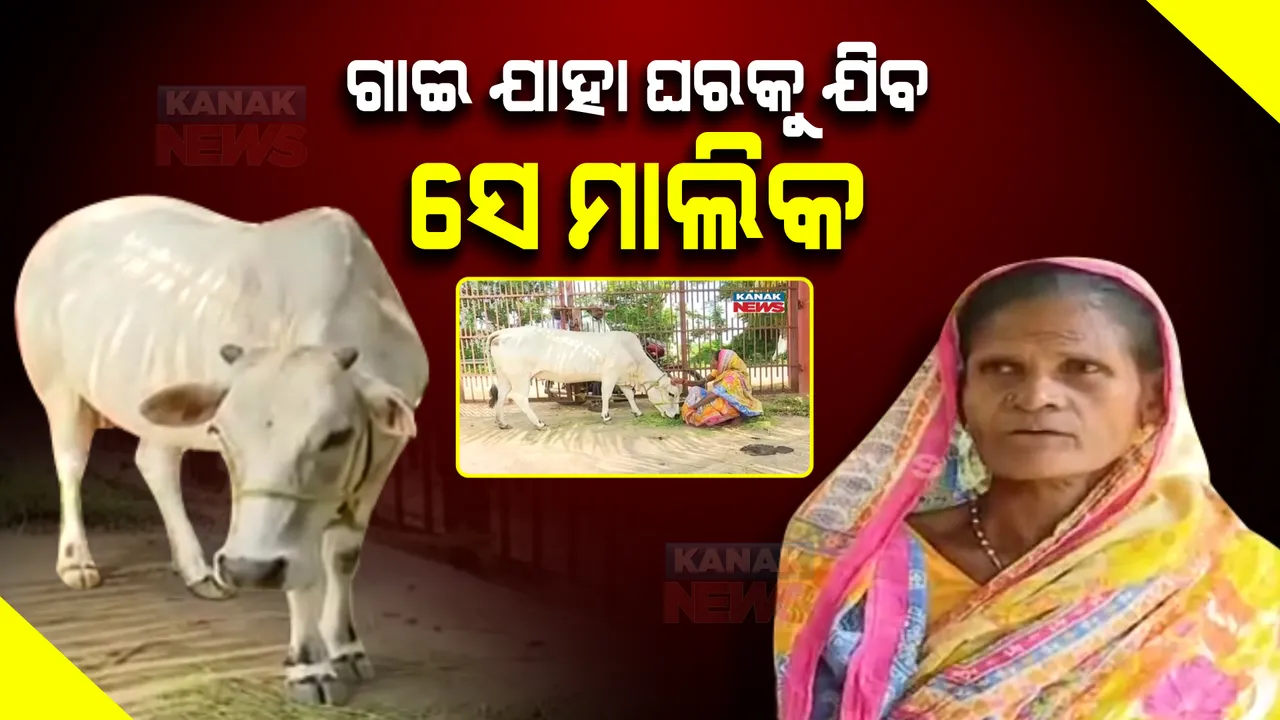 ମାଲିକାନାକୁ ନେଇ ଥାନାରେ ବନ୍ଧାପଡିଲା ଗାଈ : ଦୁଇପକ୍ଷଙ୍କ ଟଣାଓଟରା ଯୋଗୁଁ ଥାନାକୁ ନେଇ ଆସିଲା ପୋଲିସ