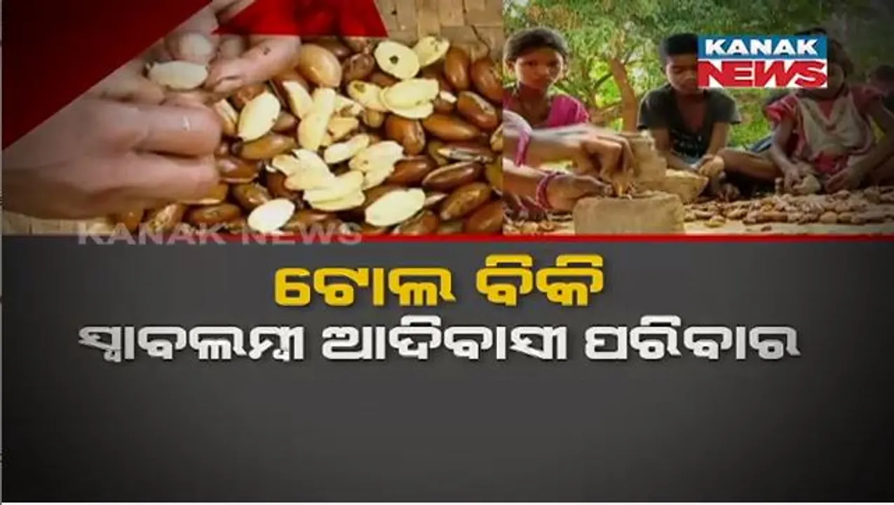  ଆହାର ଯୋଗାଉଛି ଜଙ୍ଗଲ ଜାତ ଦ୍ରବ୍ୟ। ଟୋଲ ବିକି ସ୍ୱାବଲମ୍ବୀ ମାଲକାନଗିରରି ଆଦିବାସୀ ପରିବାର।