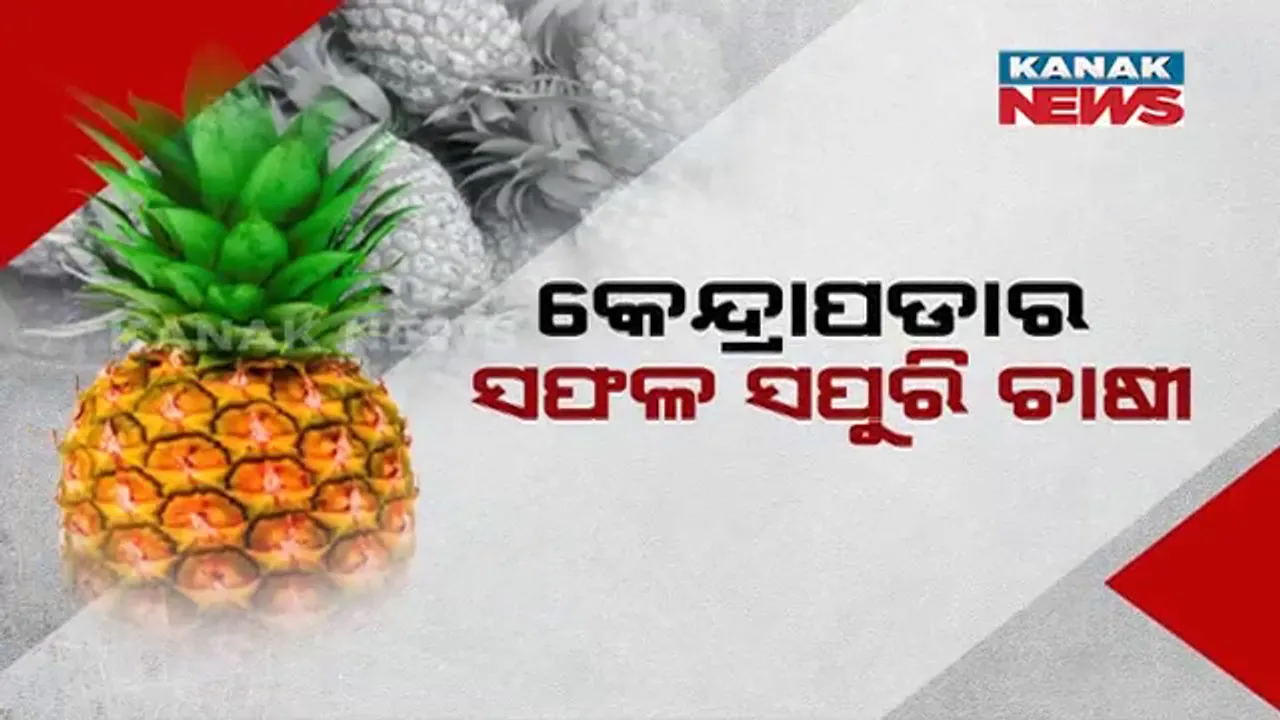  ସପୁରୀ ଚାଷ ଦେଇଛି ନୂଆ ପରିଚୟ । ବାର୍ଷିକ ଲକ୍ଷାଧିକ ଟଙ୍କା ରୋଜଗାର କରୁଛନ୍ତି କେନ୍ଦ୍ରାପଡ଼ାର ସପୁରୀ ଚାଷୀ ।