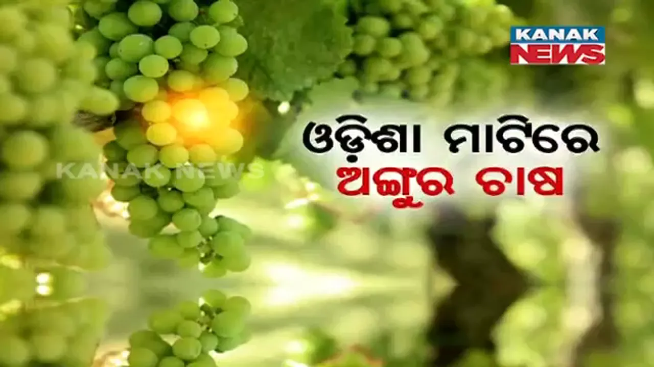  ଓଡ଼ିଶା ମାଟିରେ ଅଙ୍ଗୁର ଚାଷ । ଗୋଟିଏ ଗଛରେ ଫଳୁଛି ୭ରୁ ୮ କିଲୋ ଅଙ୍ଗୁର, ଚାଷ ଦେଖିବାକୁ ଲୋକଙ୍କ ମଧ୍ୟରେ ଭିଡ଼ ।