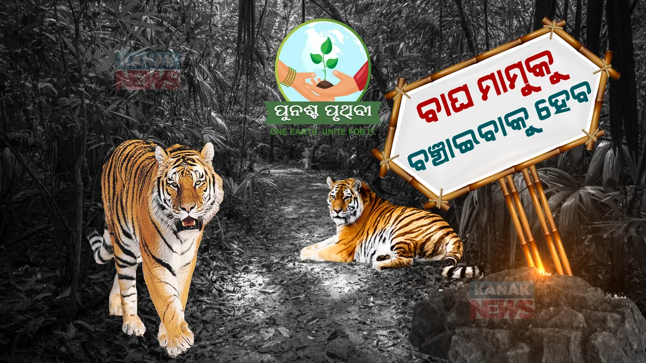  ଦେଶର ବଢୁଛି, ରାଜ୍ୟରେ ହ୍ରାସ ପାଉଛି ବାଘ ସଂଖ୍ୟା। ପଢନ୍ତୁ କଣ ରହିଛି ସ୍ଥିତି...
