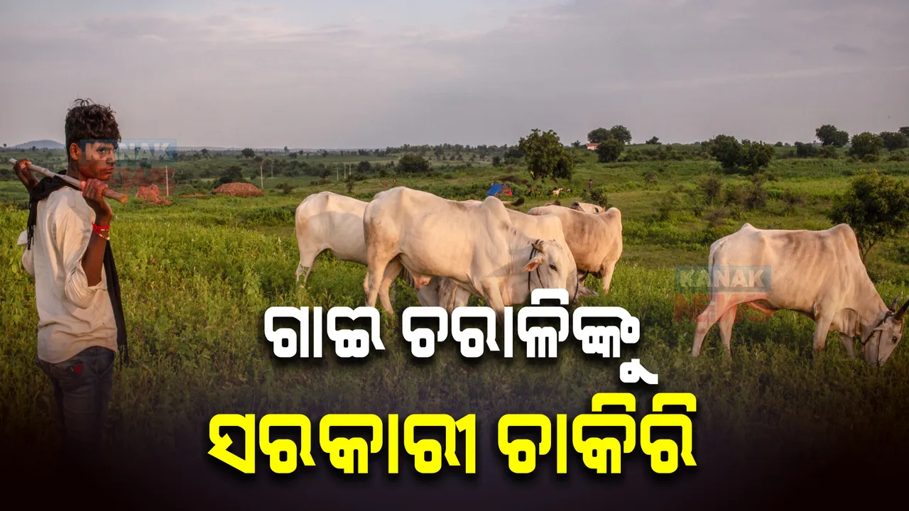  ଗାଈ ଚରାଳିଙ୍କୁ ମିଳିବ ସରକାରୀ ଚାକିରି