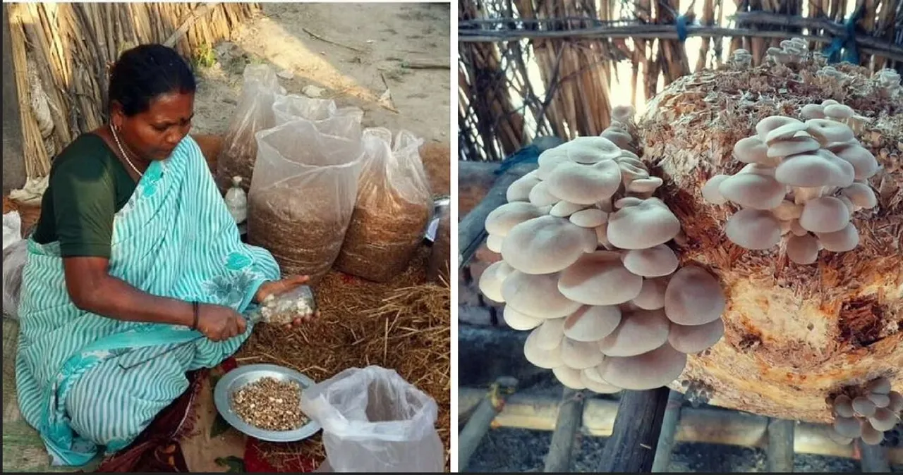  ଆଦିବାସୀ ମହିଳାଙ୍କୁ ଛତୁ ଚାଷ ଦେଉଛି ରୋଜଗାର । ବର୍ଷକୁ ଲକ୍ଷାଧିକ ଟଙ୍କା ରୋଜଗାର କରି ସ୍ୱାବଲମ୍ବୀ ହୋଇଛନ୍ତି ମହିଳା