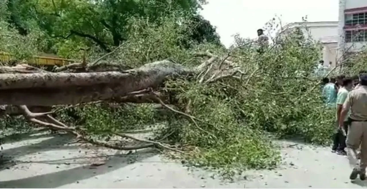  ସ୍କୁଲ ପିଲାଙ୍କ ଉପରେ ପଡିଲା ବିଶାଳ ଗଛ । ଜଣେ ଛାତ୍ର ମୃତ, ୧୩ ଗୁରୁତର ।