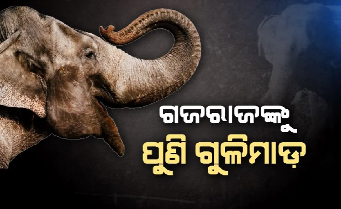  ଗଜରାଜଙ୍କୁ ପୁଣି ଗୁଳିମାଡ଼ । ସୁରକ୍ଷା ଦେବାରେ ବିଫଳ ବନବିଭାଗ