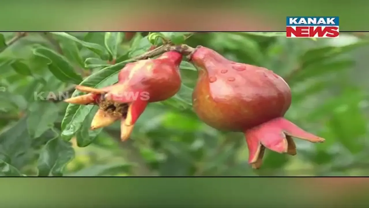  ନବରଙ୍ଗପୁରରେ ସଫଳ ହେଉଛି ଡାଳିମ୍ବ ଚାଷ: ୩ ଏକର ଜମିରେ ଫଳିଛି ଉତ୍ତମ ମାନର ଡାଳିମ୍ବ