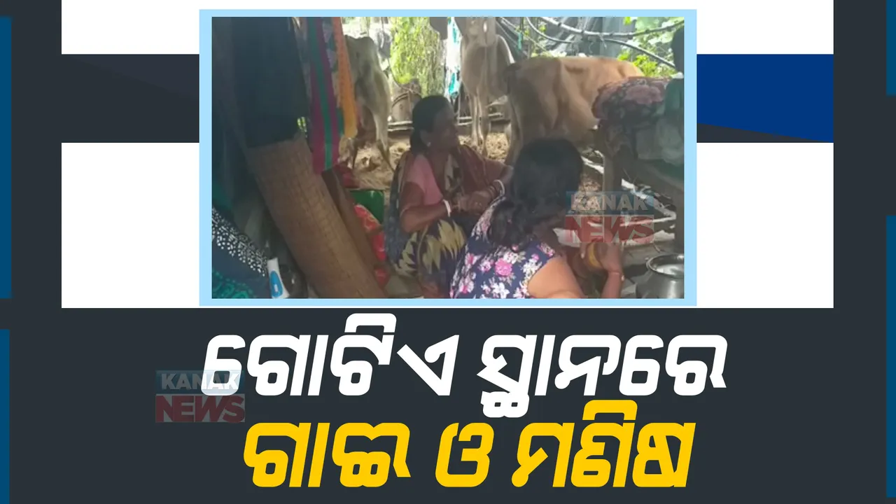  କେନ୍ଦ୍ରାପଡାର ବିଭିନ୍ନ ନଦୀରୁ ଖସୁଛି ବନ୍ୟାଜଳ, ବଢୁଛି ଦୁର୍ଦ୍ଦଶା: ପଲିଥିନିରେ ପଲା କରି ଏକାଠି ରହୁଛନ୍ତି ଗୃହପାଳିତ ପଶୁ ଓ ମଣିଷ