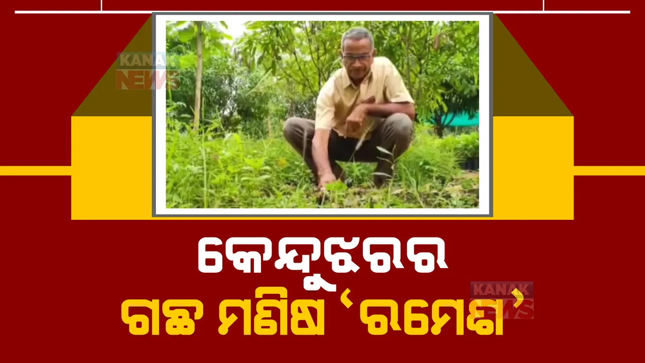  କେନ୍ଦୁଝର ଗଛ ମଣିଷ ରମେଶ ମିଶ୍ର: ଚାକିରିରୁ ଅବସର ପରେ ପେନସନ୍ ଅର୍ଥରେ ଲଗାଉଛନ୍ତି ଗଛ