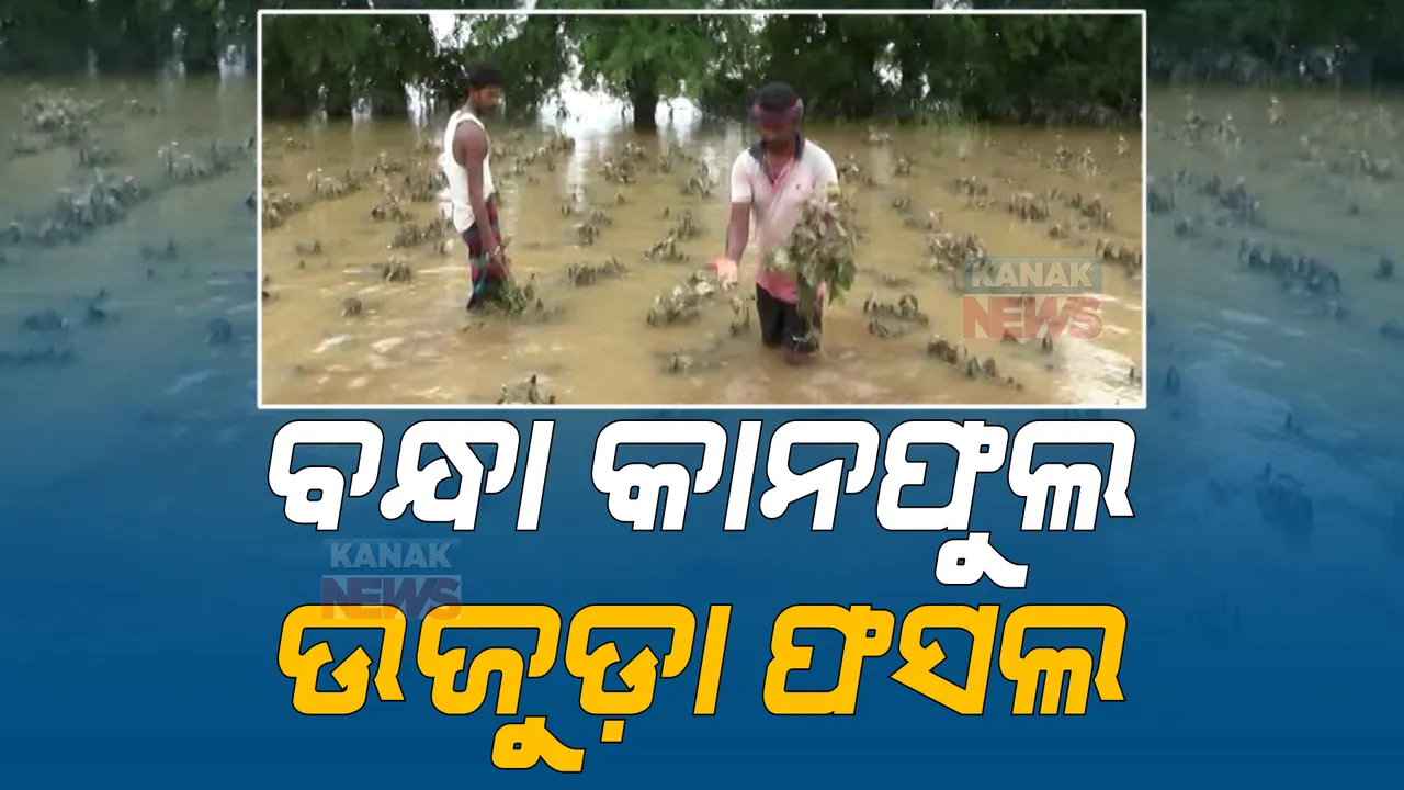  ସ୍ତ୍ରୀଙ୍କ କାନଫୁଲ ବନ୍ଧାପକାଇ ଋଣରେ କରିଥିଲେ ପରିବା ଚାଷ। ଏବେ ପାଣିରେ ବୁଡିଛି ଅମଳ ହେବାକୁ ଥିବା ଫସଲ।