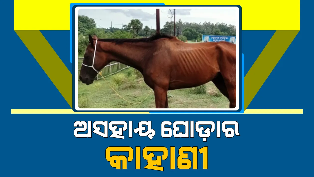  ଅସୁସ୍ଥ ହେବାରୁ ଅଲୋଡା ହୋଇଗଲା ଘୋଡା: ଅସହାୟ ଅବସ୍ଥାରେ ରାସ୍ତାରେ ବାନ୍ଧି ଦେଇ ଚାଲିଗଲେ ମାଲିକ 