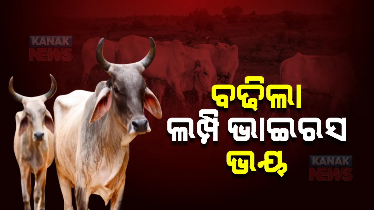  ବଢିଲା ଲମ୍ପି ଭାଇରସ ଭୟ