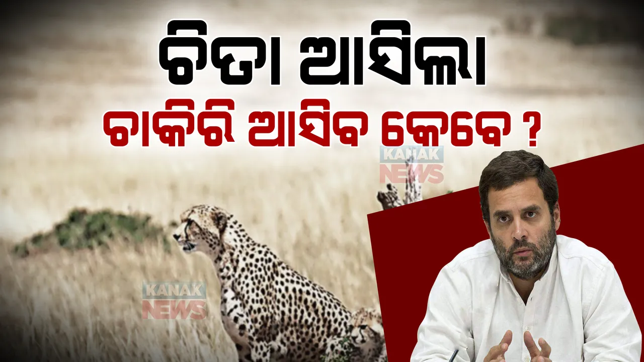  କୁନୋ ଜାତୀୟ ଉଦ୍ୟାନକୁ ଆସିଲା ଚିତା: ରାହୁଲଙ୍କ ଟାର୍ଗେଟ ୮ବର୍ଷରେ ୮ଟି ଚିତା ଆଣିଲ, ୮ ବର୍ଷରେ କାହିଁକି ଆସିଲାନି ୧୬ କୋଟି ଚାକିରି