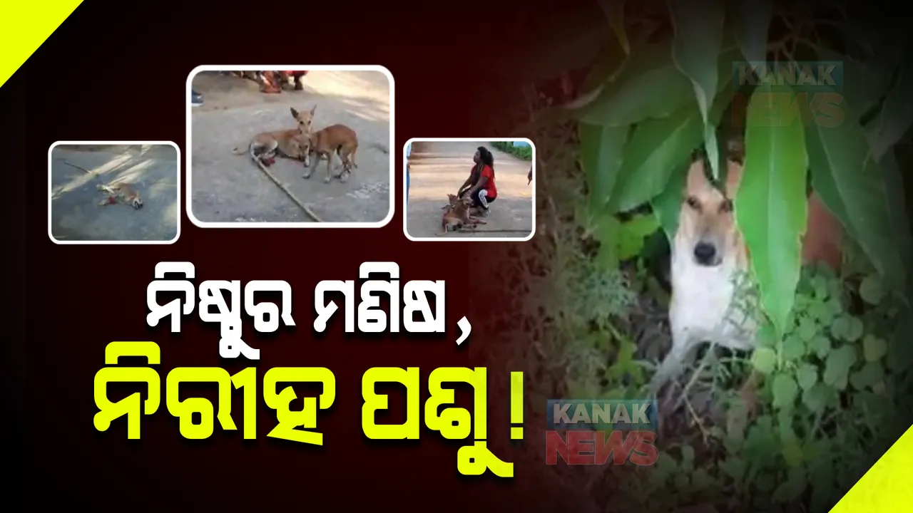  ମରିଯାଉଛି ମଣିଷପଣିଆ: ବ୍ରହ୍ମପୁର ବିଶ୍ୱବିଦ୍ୟାଳୟ ଛାତ୍ରୀ ନିବାସରରେ ଗୋଡ ମୁହଁ ବନ୍ଧା ଅବସ୍ଥାରେ ପଡି ରହିଥିଲେ ୧୨ କୁକୁର