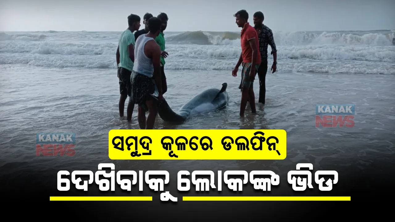 ସମୁଦ୍ର କୂଳରେ ଡଲଫିନ୍ : ଦେଖିବାକୁ ଲୋକଙ୍କ ଭିଡ
