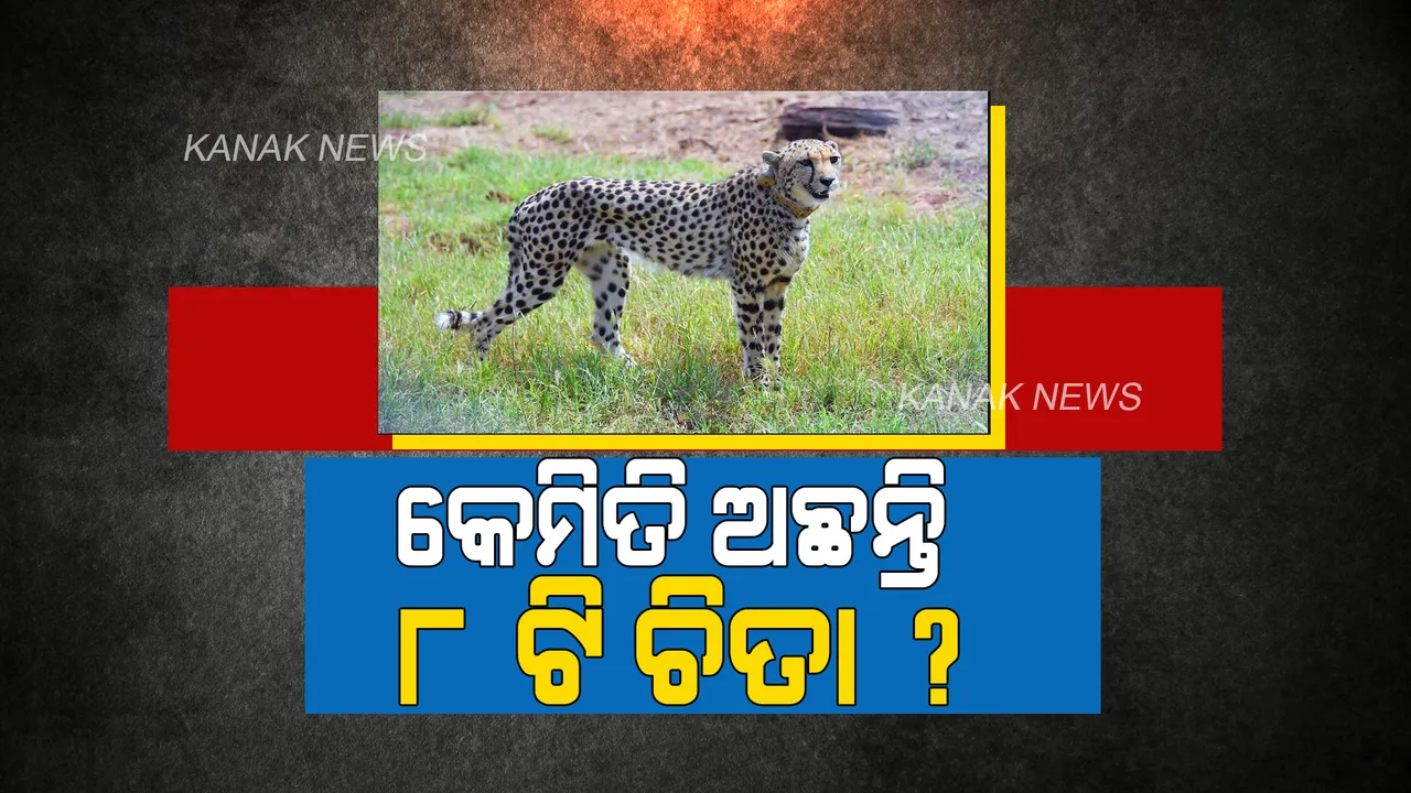  କୁନୋ ନ୍ୟାସନାଲ ପାର୍କରେ କେମିତି ଅଛନ୍ତି ନାମିବ୍ୟାରୁ ଆସିଥିବା ୮ ଚିତା ? ଜାଣନ୍ତୁ ୨୪ ଘଣ୍ଟା ପରେ କିଭଳି ରହିଛି ଲକ୍ଷଣ