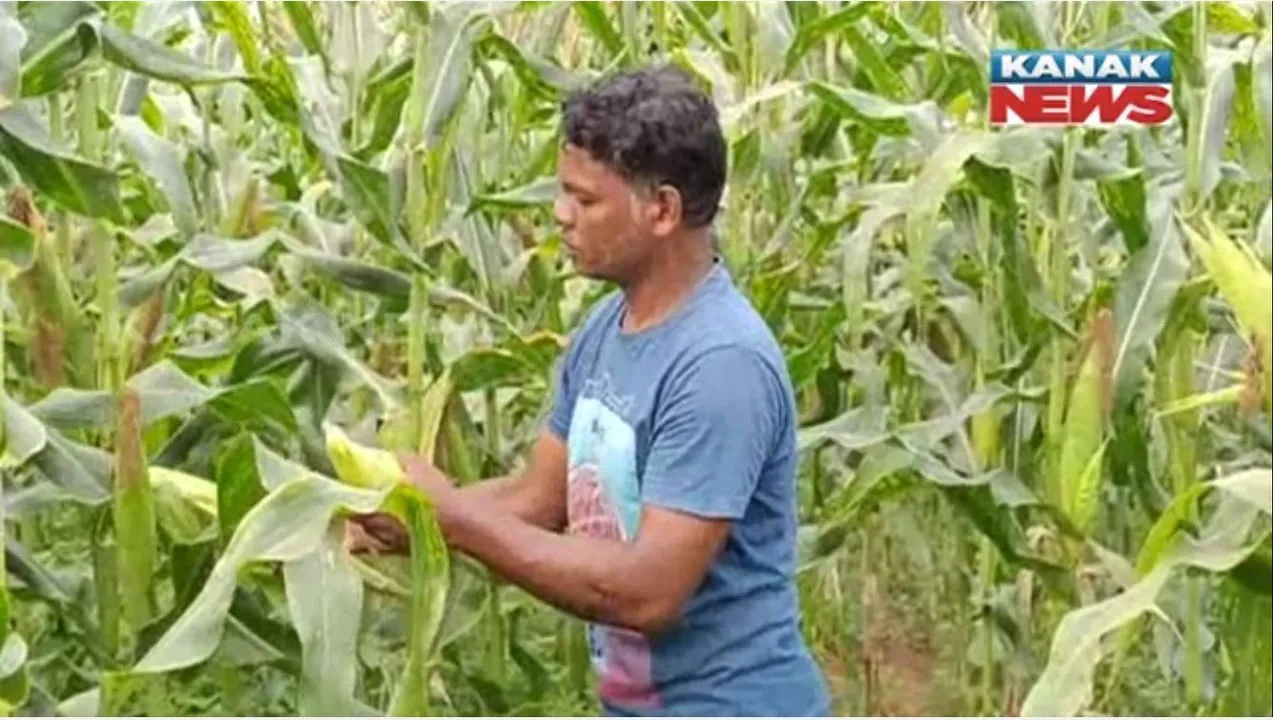  ମିଠା ମକାଚାଷ ଦେଉଛି ରୋଜଗାର । ୧୦ ହଜାର ଟଙ୍କା ବିନିଯୋଗ କରି ୬୦ ହଜାର ଟଙ୍କା ଲାଭ ପାଉଛନ୍ତି ଚାଷୀ