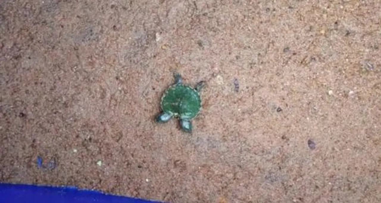  ନନ୍ଦନକାନନରେ ବିରଳ କଇଁଛର ମୃତ୍ୟୁ : କେମିତି ମୃତ୍ୟୁ ହେଲା କାରଣ ଅସ୍ପଷ୍ଟ