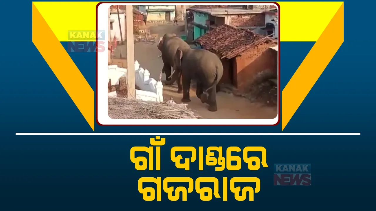  ଗାଁରେ ଦନ୍ତା ଆତଙ୍କ । ବଲାଙ୍ଗୀର ଖପ୍ରାଖାଲରେ ଦିନ ଦିପହରରେ ବୁଲୁଛି ଦନ୍ତା ହାତୀ ।