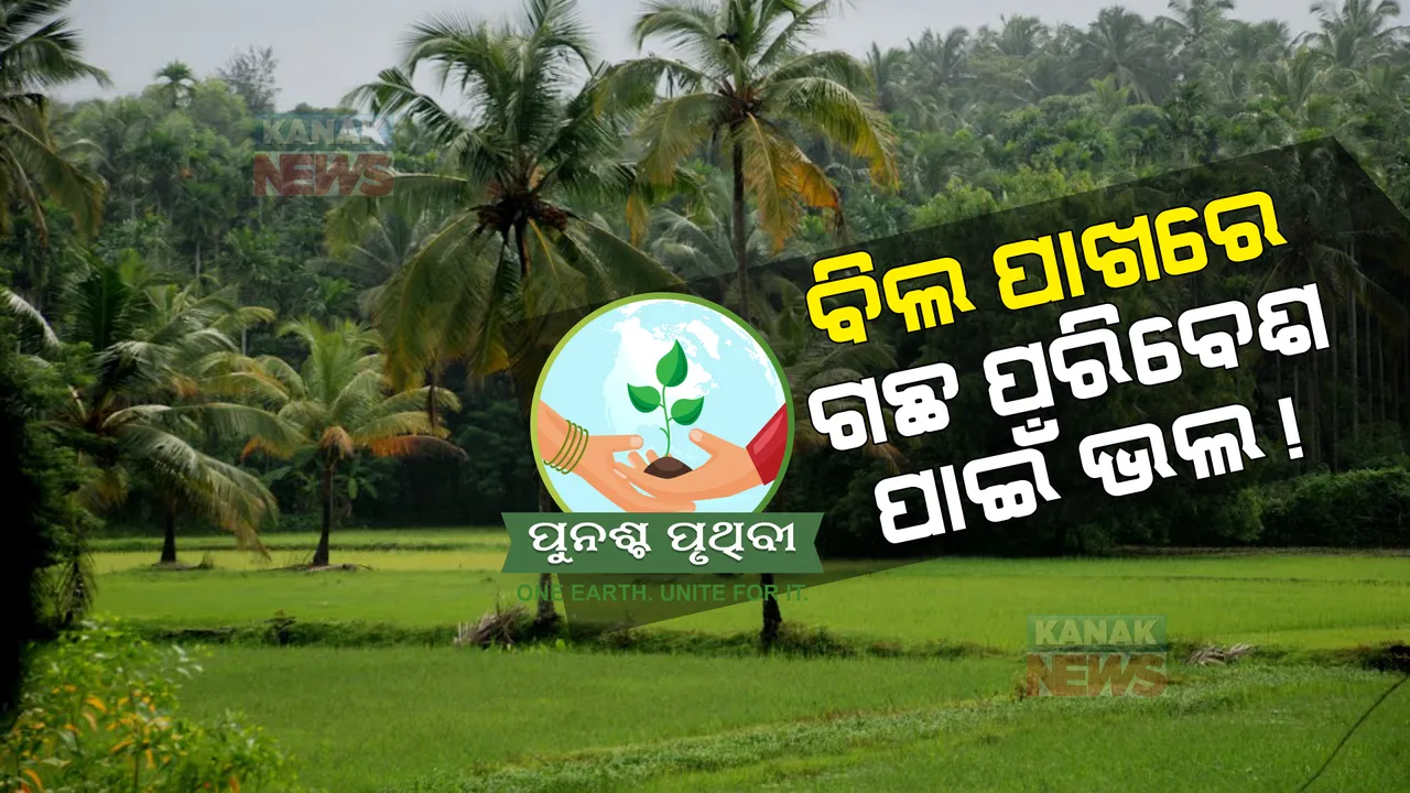  ବିଲ ପାଖରେ ଗଛ ରହିବା ପରିବେଶ ପାଇଁ ଲାଭଦାୟକ। ଗବେଷଣାରୁ ଆସିଲା ଏହି ତଥ୍ୟ...