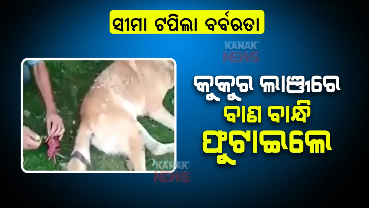  ସୀମା ଟପିଲା ବର୍ବରତା : କୁକୁର ଲାଞ୍ଜରେ ବାଣ ବାନ୍ଧି ଫୁଟାଇଲେ; ରାସ୍ତା କଡରେ ଛଟପଟ ହୋଇ ଚାଲିଗଲା ଜୀବନ