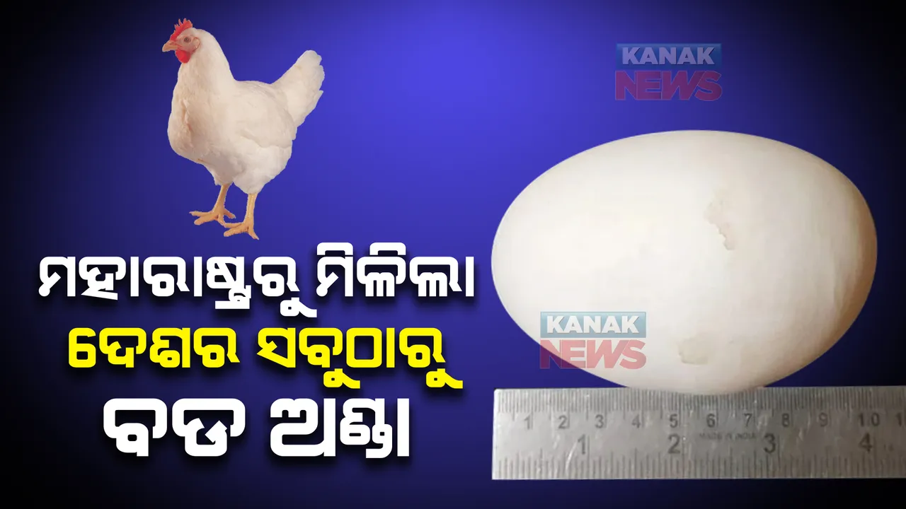  ମହାରାଷ୍ଟ୍ରର ଏକ କୁକୁଡା ଦେଲା ଦେଶର ସବୁଠାରୁ ବଡ ଅଣ୍ଡା, ଓଜନ ଜାଣିଲେ ହୋଇଯିବେ ଚକିତ