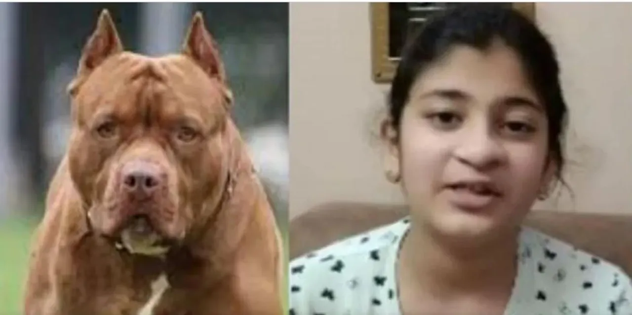  ଥମୁନି ପିଟବୁଲ ଆକ୍ରମଣ: ଗାଜିଆବାଦରେ ନାବାଳିକାକୁ ଝୁଣିଦେଲା ପୋଷା ପିଟବୁଲ
