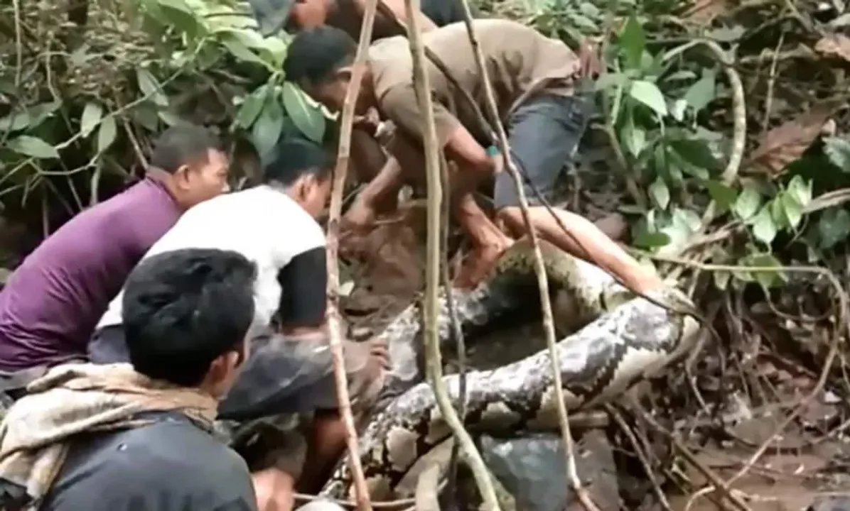  ମହିଳାଙ୍କୁ ଜିଅନ୍ତା ଗିଳିଦେଲା ଅଜଗର । ପେଟରୁ ମିଳିଲା ମହିଳାଙ୍କ ମୃତଦେହ