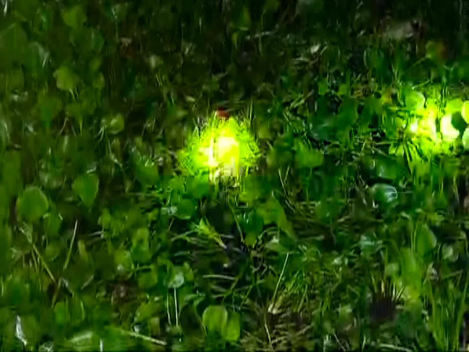  କେନାଲରେ ଭାସିଯାଇ ନିଖୋଜ ଥିବା ଯୁବକ ଉଦ୍ଧାର : ଗତକାଲି ରାତିରେ ଗୋଡ ଖସିଯିବାରୁ କେନାଲରେ ଭାସି ଯାଇଥିଲେ