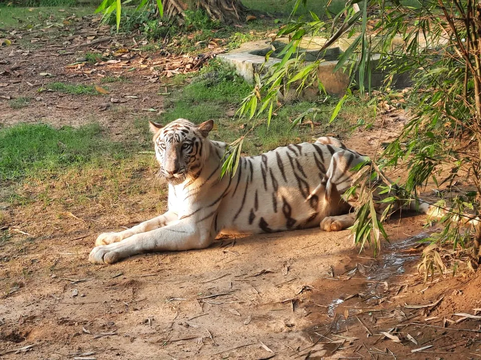  ନନ୍ଦନକାନନରେ ଧଳା ବାଘୁଣୀ ବିଜୟା ଅସୁସ୍ଥ : ୩ ଦିନ ହେଲା ସ୍ୱାଭାବିକ୍ ଭାବେ ଖାଦ୍ୟ ଗ୍ରହଣ କରୁନଥିବା ସୂଚନା