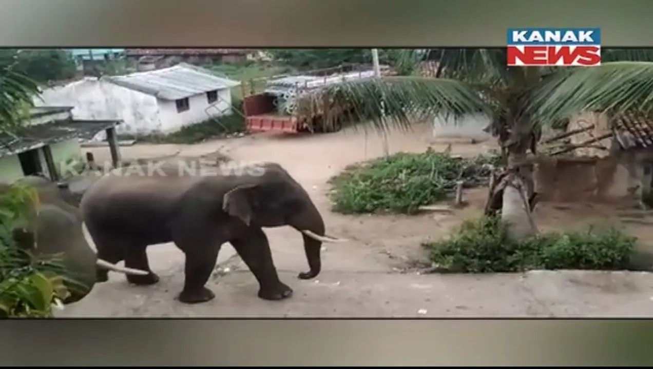  ବଲାଙ୍ଗୀରରେ ହାତୀ ଦଳିଦେବାରୁ ବୃଦ୍ଧାଙ୍କ ମୃତ୍ୟୁ। ନାକେଦମ ହେଲେଣି ଗ୍ରାମବାସୀ।