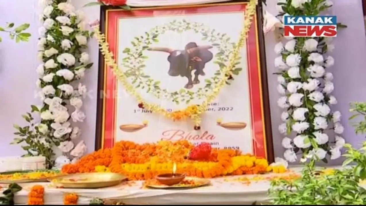  ନିଳାଦ୍ରୀବିହାର ଅଞ୍ଚଳରେ ଷଣ୍ଢର ଏକାଦଶାହ। ଯୋଗଦେଲେ ଶହ ଶହ ଲୋକ।