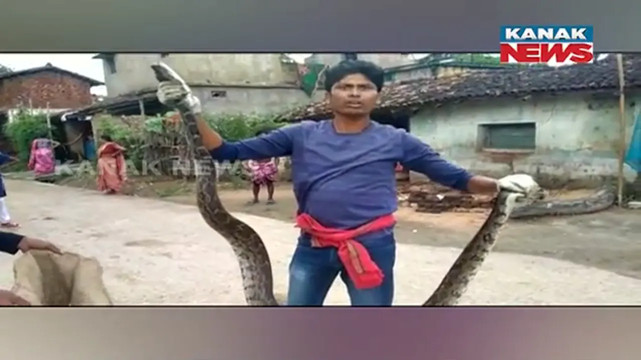  କ୍ଲାସ ରୁମରେ ଲୁଚି ରହିଥିଲା ୧୦ ଫୁଟର ଅଜଗର: ପୂଜା ଛୁଟି ସାରି ସ୍କୁଲ ଆସିବା ପରେ ଶ୍ରେଣୀ ଗୃହରେ ପିଲା ଦେଖିଲେ ଅଜଗର