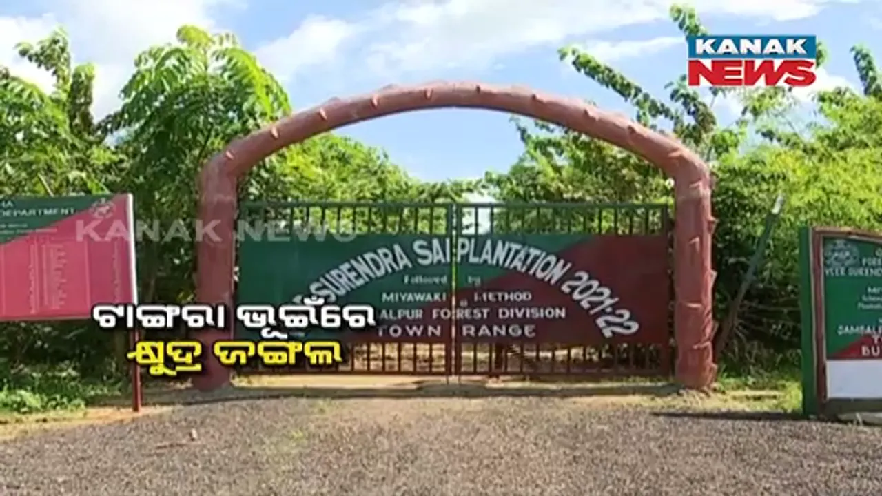  ବର୍ଷକ ଭିତରେ ଟାଙ୍ଗରା ଭୂଇଁ ପାଲଟିଲା ଜଙ୍ଗଲ: ଜାପାନୀ ପଦ୍ଧତିରେ ସମ୍ବଲପୁର ବୁର୍ଲା ଖଡିଆପଡାରେ ଚାରା ରୋପଣ