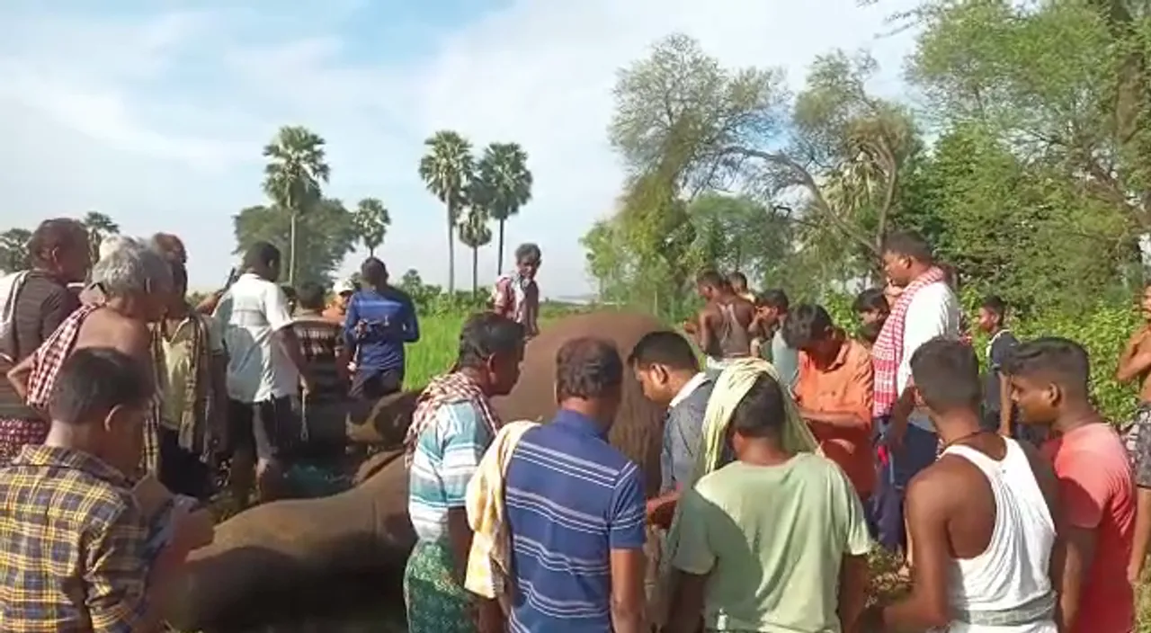  ଢ଼େଙ୍କାନାଳ ବନଖଣ୍ଡ ଭୁବନର ଚାଷଜମିରେ ପଡ଼ିଛି ଦନ୍ତା ହାତୀର ମୃତଦେହ : ବିଦ୍ୟୁତ ଆଘାତରେ ମୃତ୍ୟୁ ହୋଇଥିବା ସନ୍ଦେହ