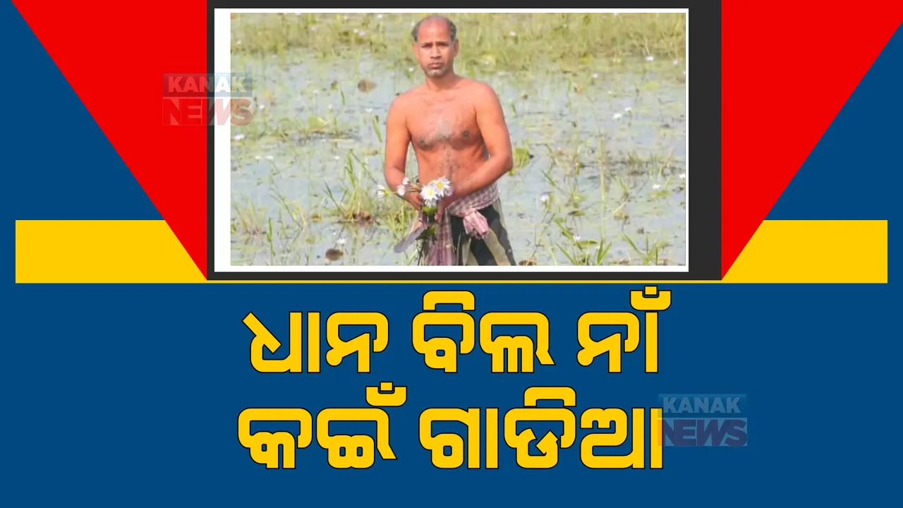 ଧାନ ବିଲରେ ଫୁଟିଛି କଇଁ ଫୁଲ। ଏକର ଏକର ଚାଷ ଜମିରେ ଜମିଛି ପାଣି, ଅଭିଯୋଗ ପରେ ବି ହୋଇପାରୁନି ନିଷ୍କାସନ।