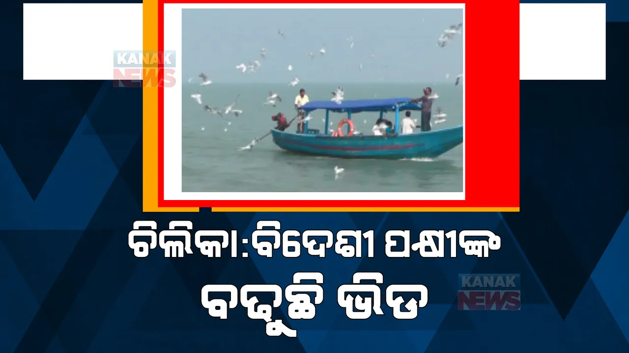  ପକ୍ଷୀଙ୍କ କଳରବରେ ମୁଖରିତ ପରିବେଶ। ଶୀତ ଆରମ୍ଭରୁ ଚିଲିକାରେ ବିଦେଶାଗତ ପକ୍ଷୀଙ୍କ ଭିଡ।