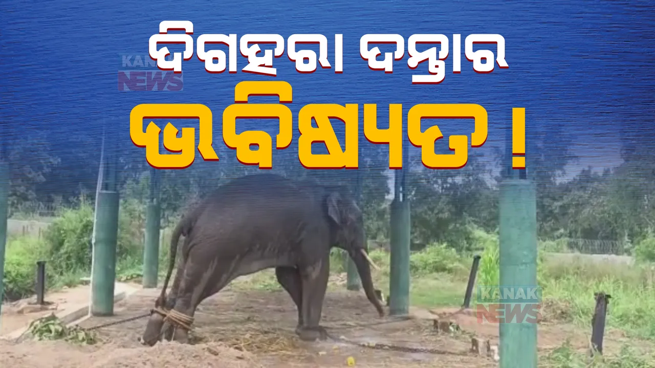  ବାଟବଣା ହୋଇଥିବା ଦନ୍ତାର ଗୋଡ଼ରୁ ଖୋଲିଲା ବେଡ଼ି: ଚନ୍ଦକା ଥଇଥାନ କେନ୍ଦ୍ର ପରିସରରେ ଛଡ଼ା ଯାଇ ରଖାଯାଇଛି ନଜର 