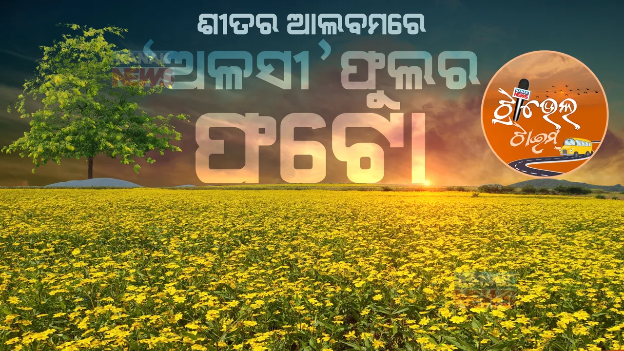  ଅଳସୀ ଫୁଲର ହଳଦିଆ କ୍ଷେତ । କ୍ଷେତ ଧାରେ ଧାରେ ଶୀତ ଗାଏ ଗୀତ । କୁହୁଡି- କାକର ଲେଖୁଛନ୍ତି କୋରାପୁଟିଆ ଶୀତର କାହାଣୀ...