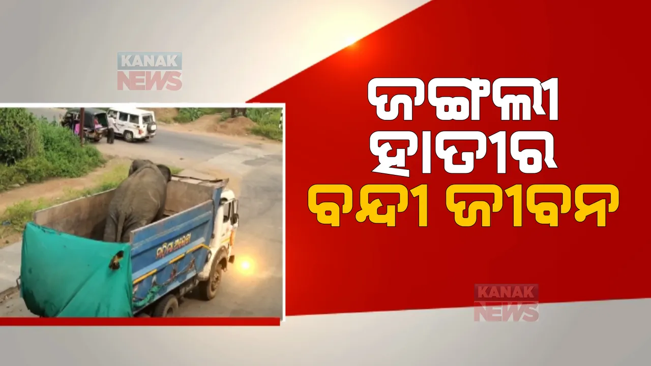  ସହରକୁ ଆସି ଫସିଗଲା ଜଙ୍ଗଲୀ ହାତୀ । ଦନ୍ତା ହାତୀକୁ ୨ ଶହ କିଲୋମଟିର ବୁଲାଇବା ପରେ ଅଣାଗଲା ଚନ୍ଦକା ।  