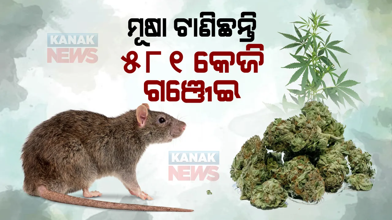  କୋର୍ଟରେ ପୋଲିସର ଅଜବ ଯୁକ୍ତି ।  କହିଲେ, ମୂଷା ଖାଇଦେଇଛି ୫୮୧ କେଜି ଗଞ୍ଜେଇ