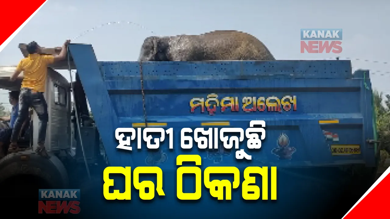  ହାତୀ ଖୋଜୁଛିି ଘର ଠିକଣା, ଏଜାଗାରୁ ସେ ଜାଗା ବୁଲୁଛି ହାତୀ। ଟ୍ରାଙ୍କୁଲାଇଜ୍ ହାତୀକୁ ଧରି ନାକେଦମ ବନବିଭାଗ।