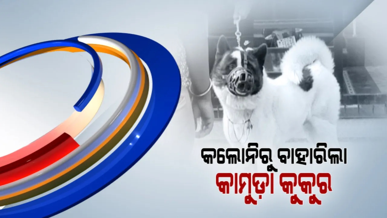  ଭୁବନେଶ୍ୱର ଇନଫୋସିଟି ଥାନା ତପସ୍ୱିନୀ କଲୋନୀରୁ ବାହାରିଲା କାମୁଡ଼ା କୁକୁର । ଅନ୍ୟତ୍ର ନେଇଗଲେ ସଂପର୍କୀୟ ।