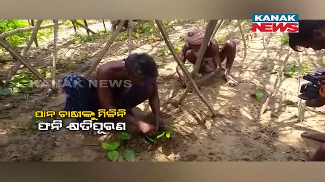  ବାତ୍ୟା ଯିବାର ୩ ବର୍ଷ ପରେ ବି ପାନ ଚାଷ କ୍ଷୟକ୍ଷତି ପାଇଁ ମିଳିନି ଫନିି ସହାୟତା । ପିପିଲି ବ୍ଲକରେ ବଢୁଛି ପାନ ଚାଷୀଙ୍କ ଅସନ୍ତୋଷ ।