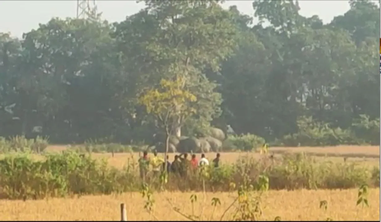  କାମାକ୍ଷାନଗର ପଶ୍ଚିମାଞ୍ଚଳ ରେଞ୍ଜରେ ବୁଲୁଛନ୍ତି ହାତୀ ପଲ। ଭୟଭୀତ ସ୍ଥାନୀୟ ଅଞ୍ଚଳବାସୀ।