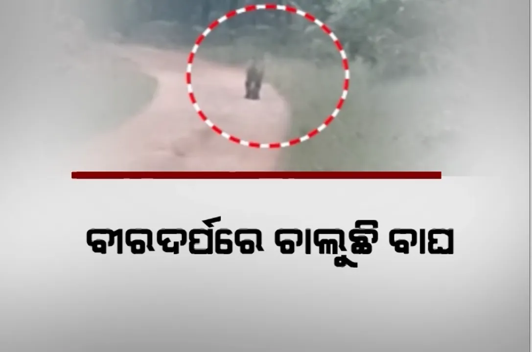  ଦେବ୍ରିଗଡରେ ବୁଲୁଛି ମହାବଳ। ଜଙ୍ଗଲ ଭିତରକୁ ପ୍ରବେଶ ଦୃଶ୍ୟ କ୍ୟାମେରାରେ କଏଦ ପରେ ତତ୍ପର ହେଲା ବନବିଭାଗ। 