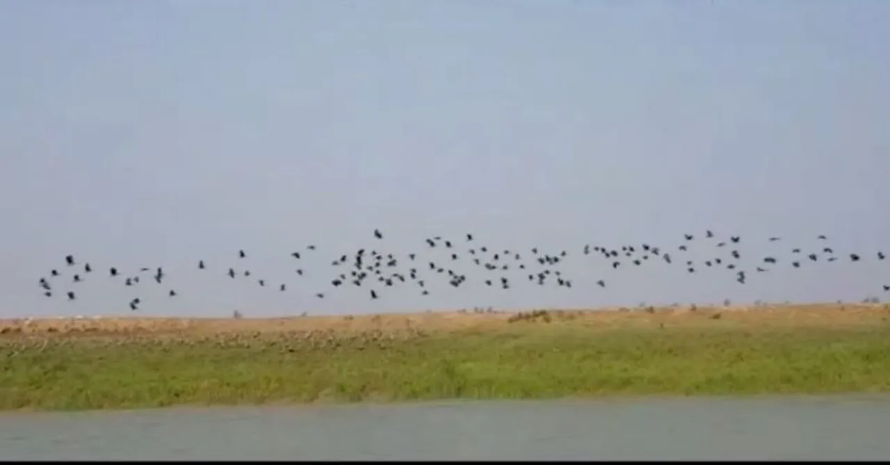  ଭିତରକନିକାରେ ଭିଡ଼ ଜମାଇଲେଣି ଦେଶୀ ଓ ବିଦେଶୀ ପକ୍ଷୀ। ଭଳିକି ଭଳି ପକ୍ଷୀଙ୍କ କୋଳାହଳରେ କମ୍ପୁଛି ବଗଗହନ।