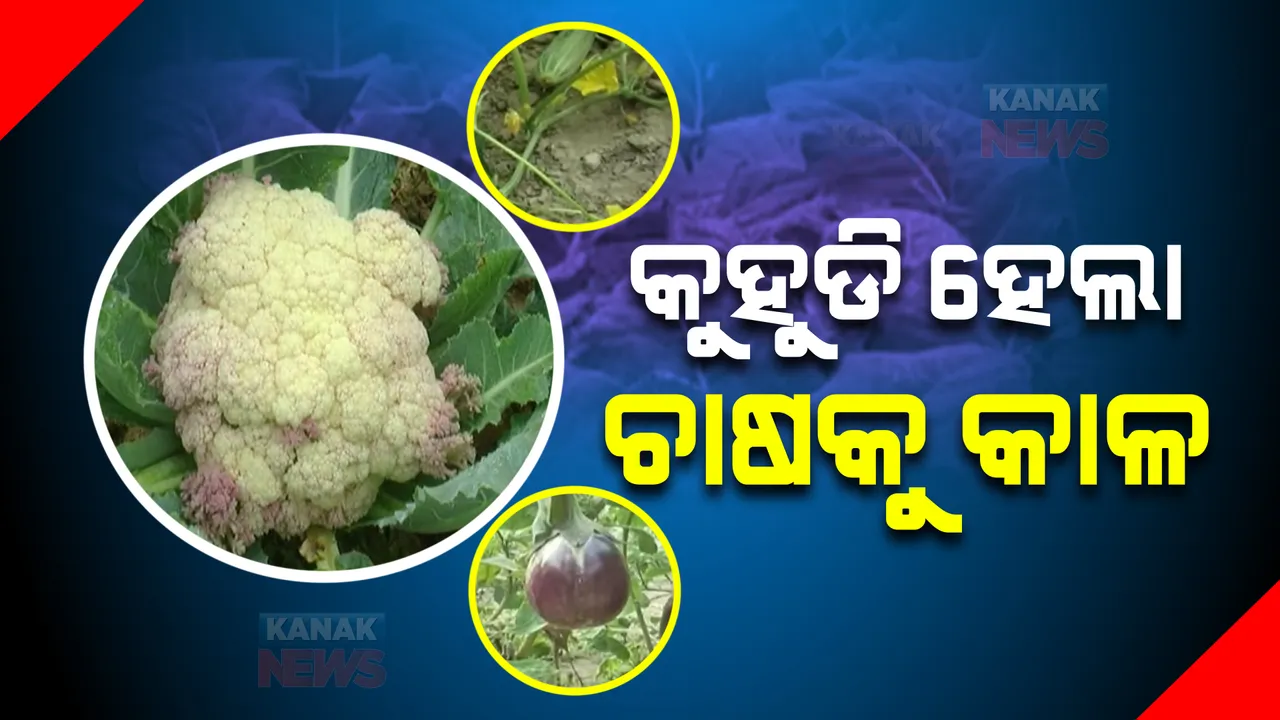  ଘନ କୁହୁଡି କରୁଛି କଲବଲ, ବଳଙ୍ଗାରେ କୁହୁଡି ଯୋଗୁ ଏକର ଏକର ଅମଳ ଫସଲ ପରିବା ନଷ୍ଟ।