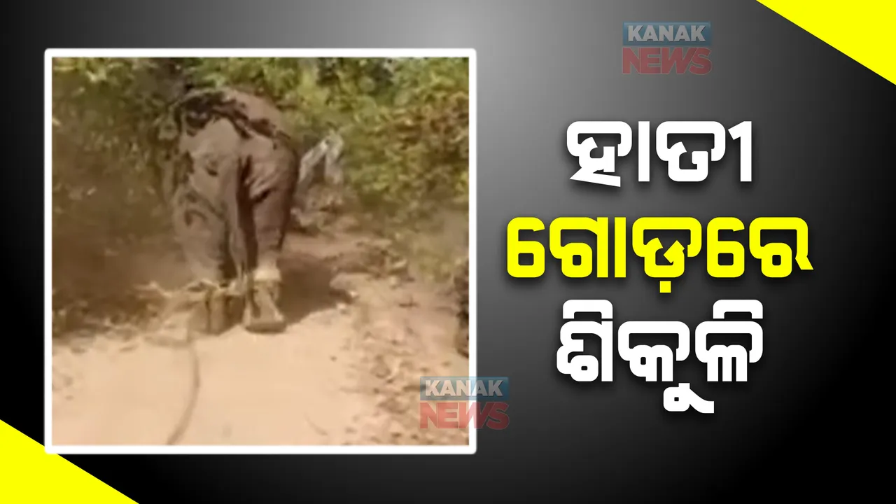  ବନ୍ଧାହେଲା ପୁରୀରେ ଉତ୍ପାତ ମଚାଇଥିବା ହାତୀ। ସେକ୍ଟର ୧୧ରୁ ଉଦ୍ଧାର କରବା ପରେ ଗୋଡରେ ପଡିଲା ଶିକୁଳି।