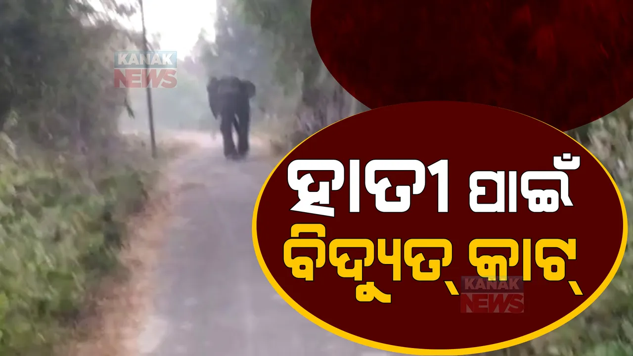 ପୁରୀ କୃଷ୍ଣରଞ୍ଜନପୁର ଅଞ୍ଚଳରେ ହାତୀ ଆତଙ୍କ, ସ୍ଥାନୀୟ ଅଞ୍ଚଳରେ ବିଦ୍ୟୁତ କାଟ୍।